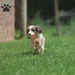Marshmallow, Cavapoo Puppy